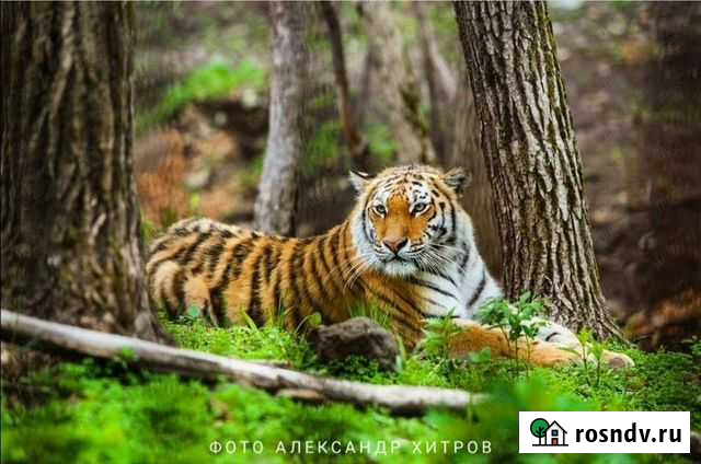 Экскурсия в Приморский Сафари - Парк и Арт - Парк Владивосток - изображение 1