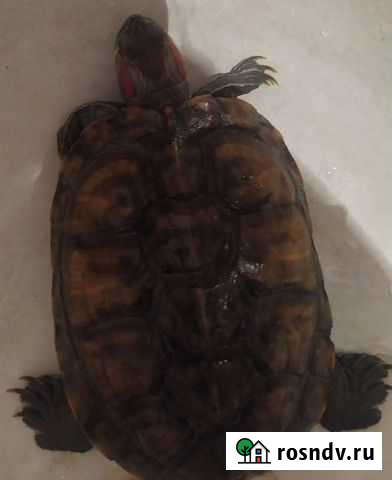 Красноухая черепаха Улан-Удэ - изображение 1