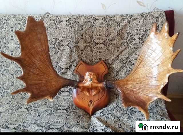 Продам лосиные рога Ловозеро - изображение 1