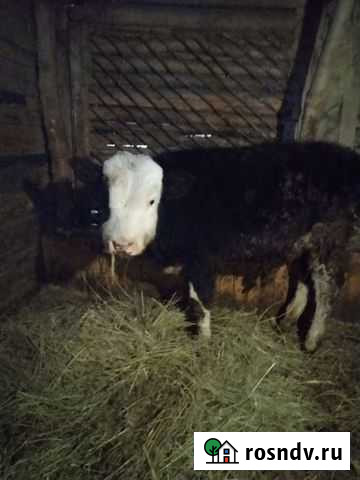 Телята бычки Роговатое - изображение 1