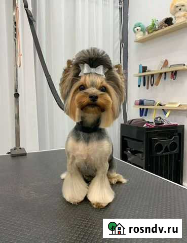 Стрижка собак Видное - изображение 1