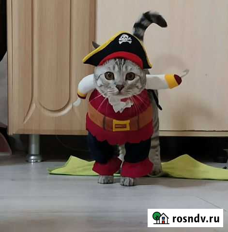 Костюм для кошек Пират Волжский - изображение 1