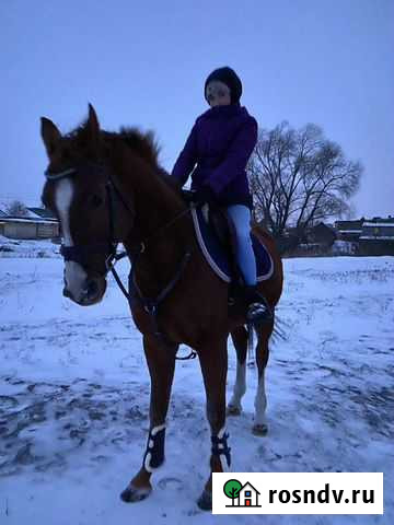 Арабский жеребец Уфа - изображение 1