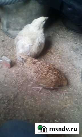 Тушки перепелов Липецк - изображение 1