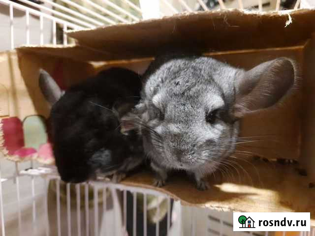 Серебристая шиншилла Ровеньки - изображение 1