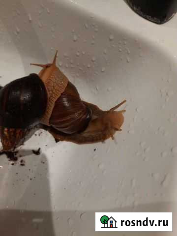 Отдам улиток Печёры Нижний Новгород - изображение 1