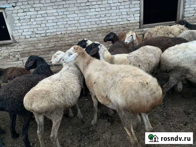 Продам курдючных баранов Калач-на-Дону - изображение 1