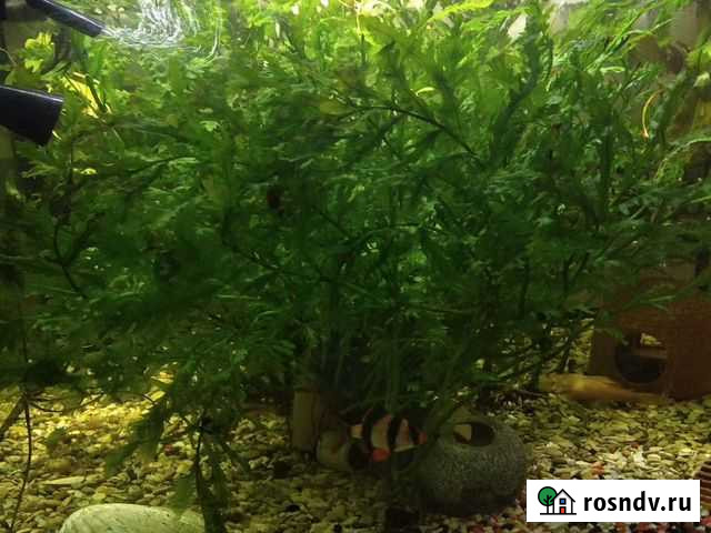 Аквариумные растения Дзержинск - изображение 1