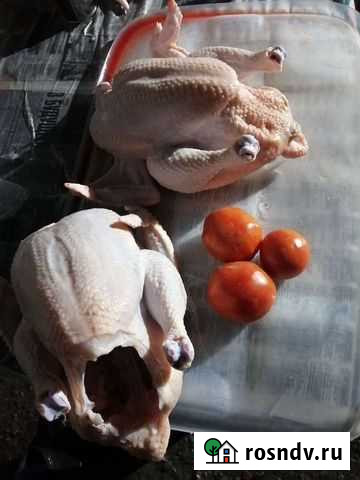 Мясо домашнего бройлера Халяль Большие Ключищи - изображение 1