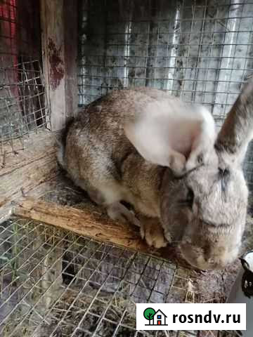 Кролик Малка - изображение 1