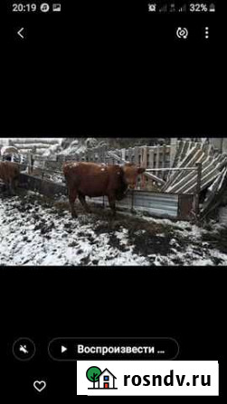 Быки Аксарайский - изображение 1