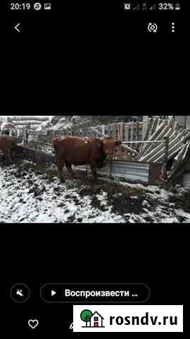 Быки Аксарайский - изображение 1