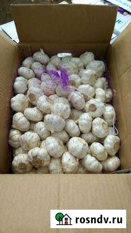 Чеснок свежий Урожай 2021 года Копейск - изображение 1