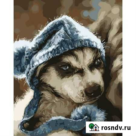 GX3171 Картина по номерам Щенок хаски 40x50 см Омск - изображение 1