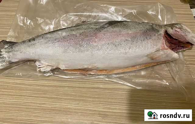 Форель карельская Вербилки - изображение 1