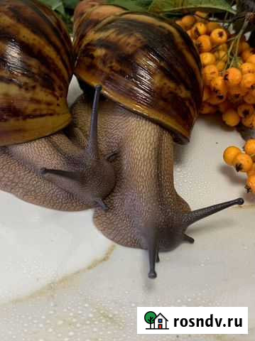 Улитки Симферополь - изображение 1