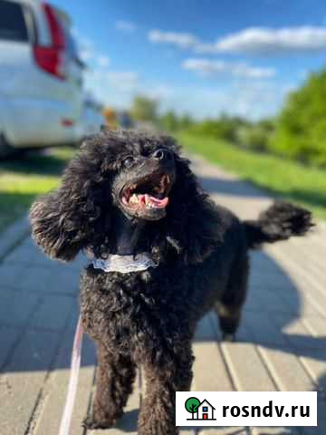 Стрижка собак и кошек Дзержинский - изображение 1