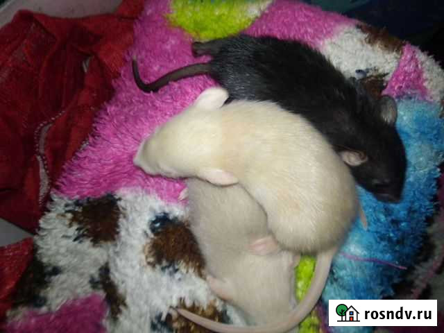 Крысята дамбо Таганрог - изображение 1