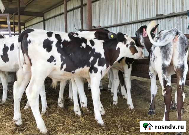 Телята бычки Грязи - изображение 1