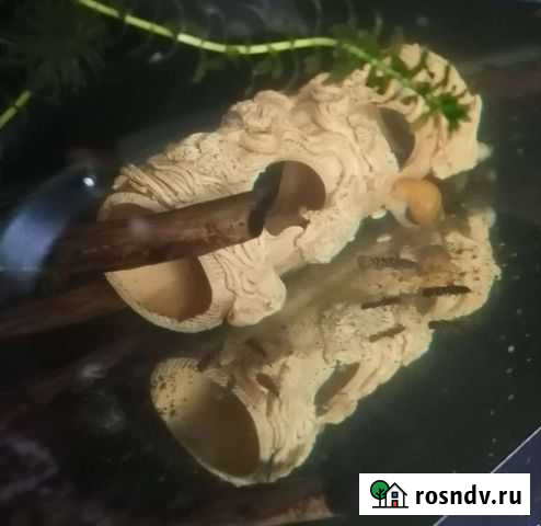 Аквариумные рыбки сомики Тюмень - изображение 1