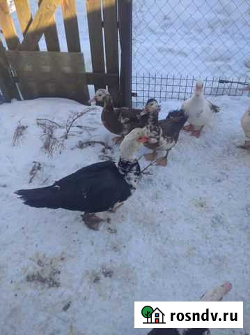 Индоутки Волосово - изображение 1