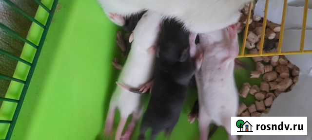 Декоративная крыса Отрадное - изображение 1