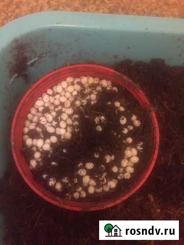 Улитки ахатины Ростов-на-Дону - изображение 1