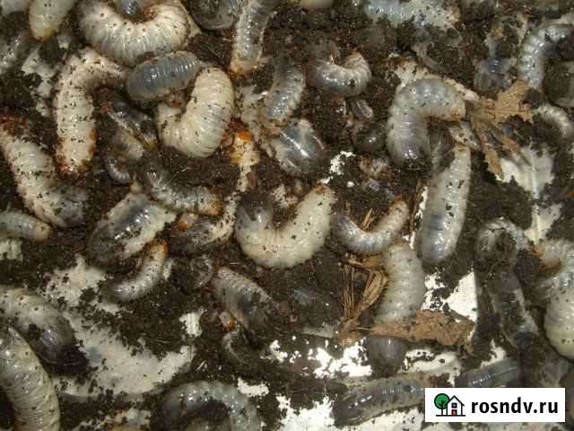 Pachnoda trimaculata Пермь - изображение 1