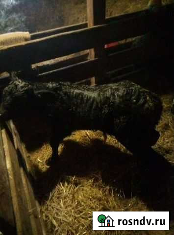 Бычок Махалино - изображение 1