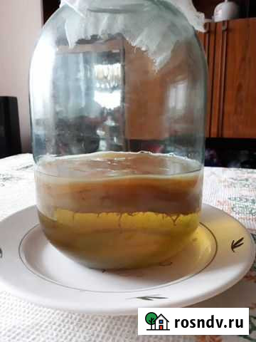 Чайный гриб, комбуча Екатеринбург - изображение 1