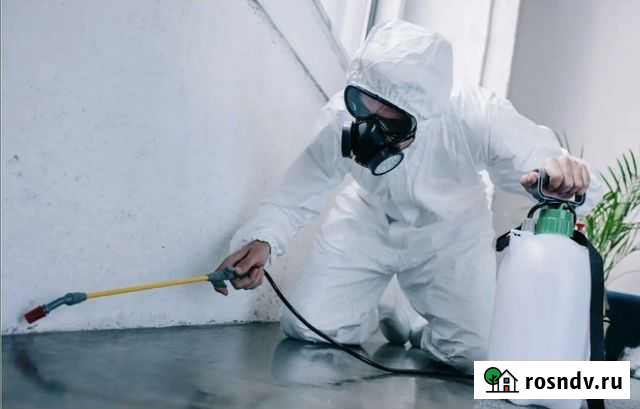 Уничтожение клопов тараканов блох Кингисепп - изображение 1