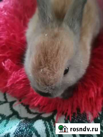 Кролик Новороссийск - изображение 1