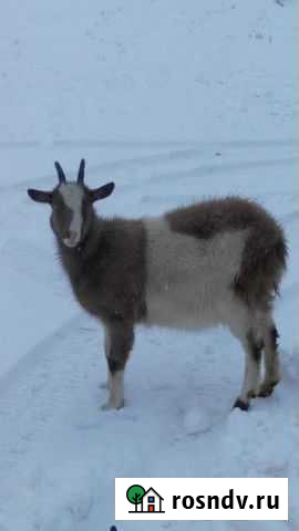 Козы Головино - изображение 1