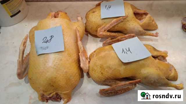 Индоутки молодые(тушка) Пластуновская - изображение 1