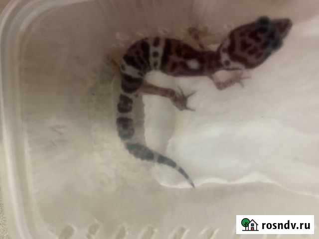 Эублефары Санкт-Петербург - изображение 1