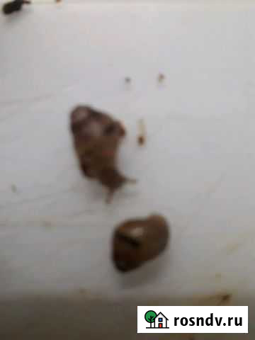 Ахатины Глубокий - изображение 1