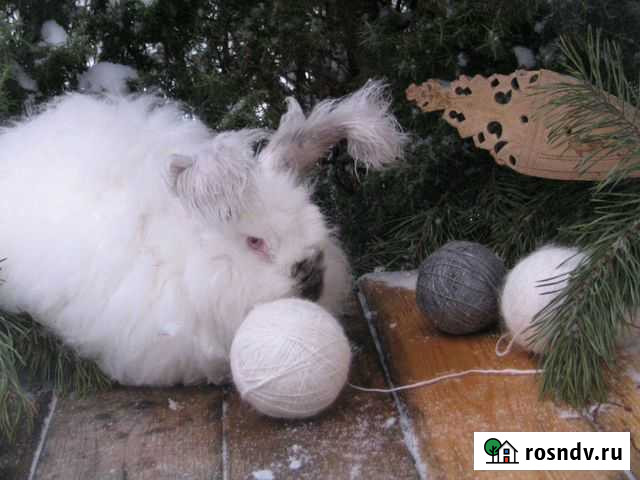 Ангора Немецкая кролики Москва - изображение 1