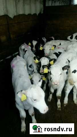 Продажа племенных бычков Можга - изображение 1