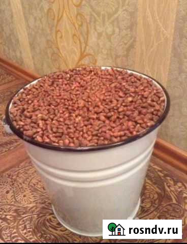 Орех кедровый (нового урожая) из Горной Шории Новокузнецк - изображение 1