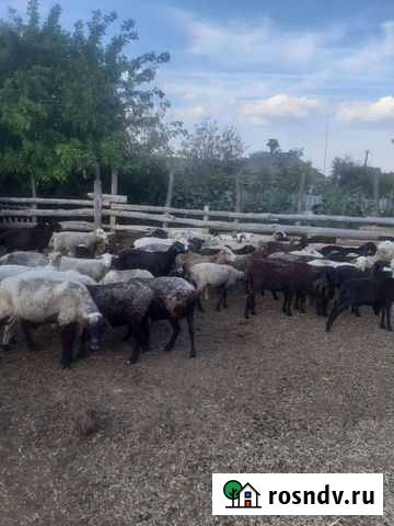 Овцы Ольховатка - изображение 1