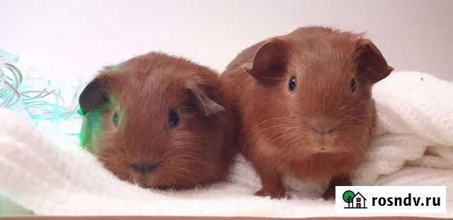 Морские свинки Лобня - изображение 1