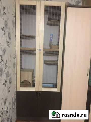 Шиншилла с витриной Пенза - изображение 1