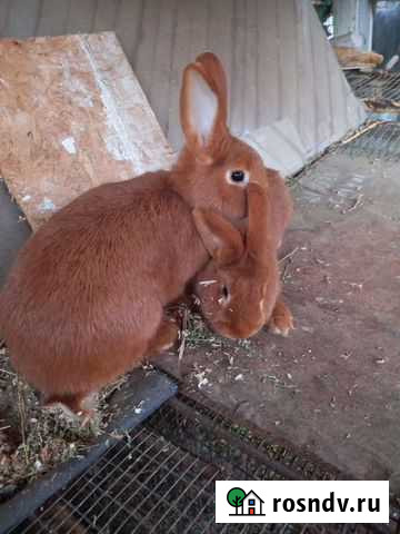 Кролики мясных пород Сальск - изображение 1