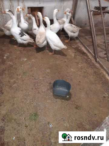 Гусь Владимир - изображение 1