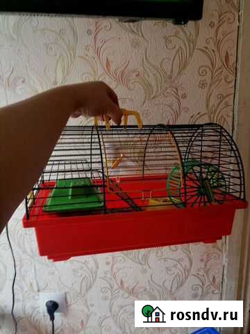 Клетка Гусев - изображение 1