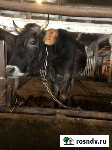 Стельные коровы высокоудойные Заокский - изображение 1
