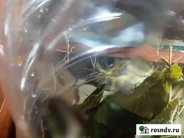 Палочник аннамский нимфа Санкт-Петербург - изображение 1