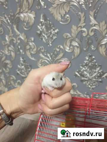 Джунгарский хомяк Белово - изображение 1