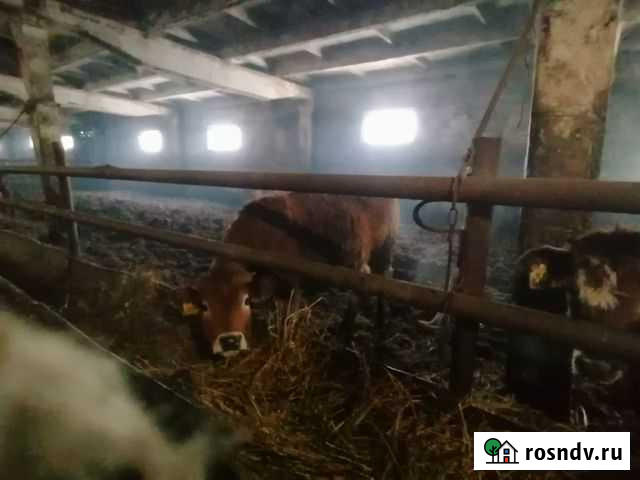 Продаються бычки Данков - изображение 1