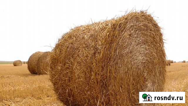 Солома ячменная в тюках Грайворон - изображение 1